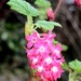 Flowering Currant Bush by arkensiel