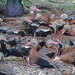 Black-bellied Whistling Ducks by annepann