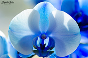 30th Mar 2016 - Blue Orchid
