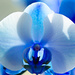 Blue Orchid by elisasaeter