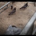 Pigeons by jeffjones