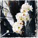 Spring Blossoms by jeffjones