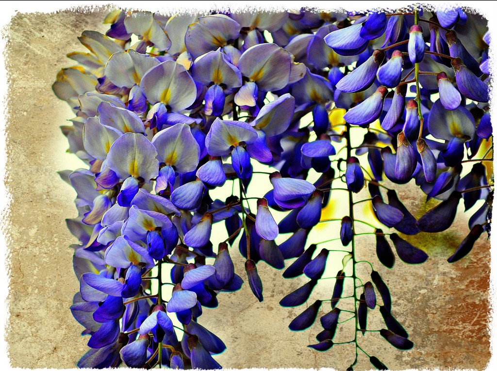 Wisteria by peggysirk