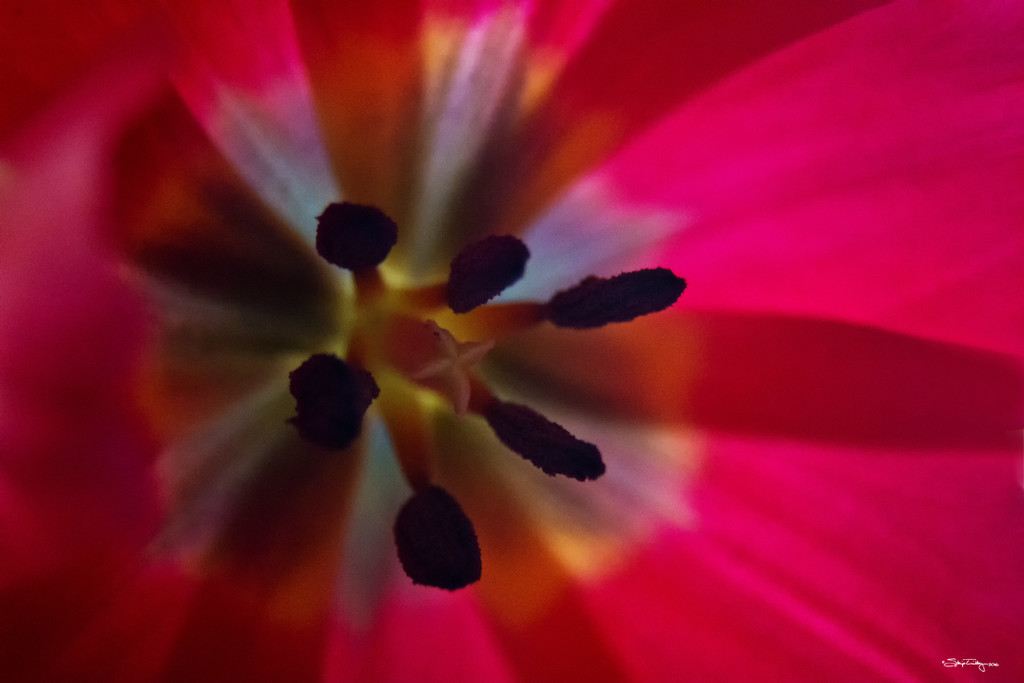 Tulip Closeup by skipt07