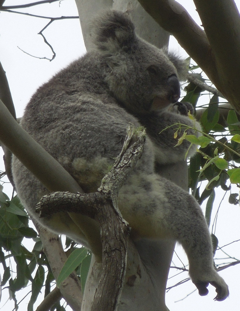 snuggle by koalagardens