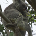 snuggle by koalagardens
