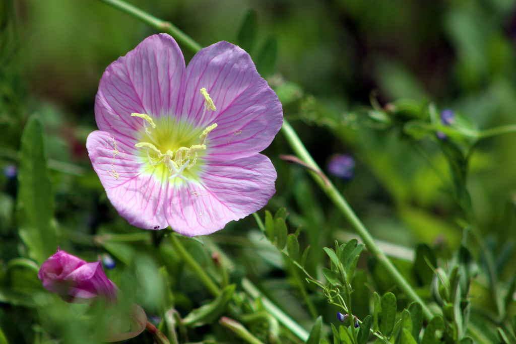 Mexican Evening Primrose by gaylewood