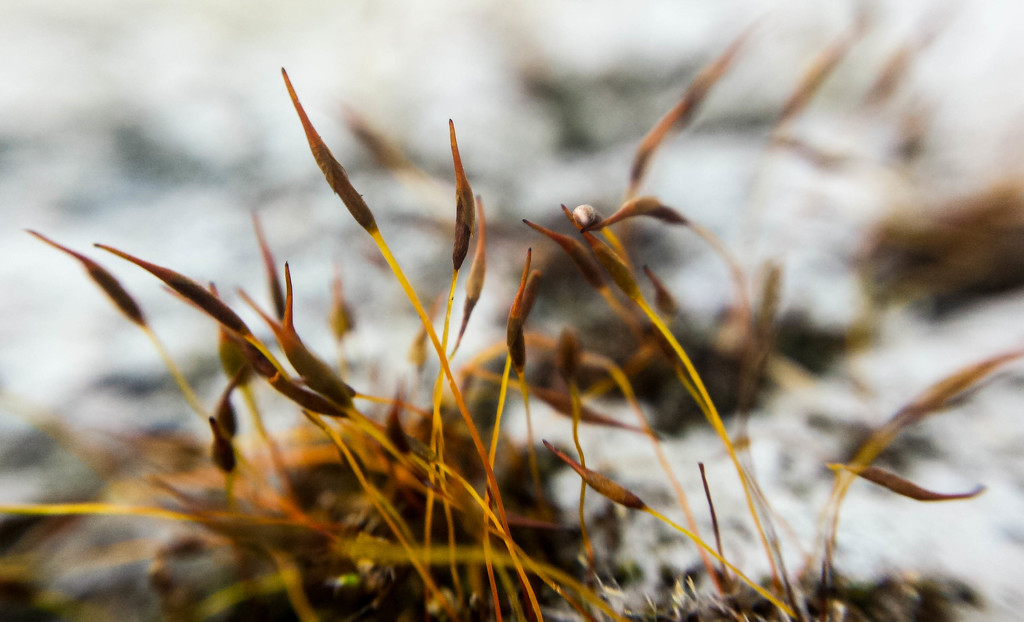 30/03/16 Pointy moss... by m2016