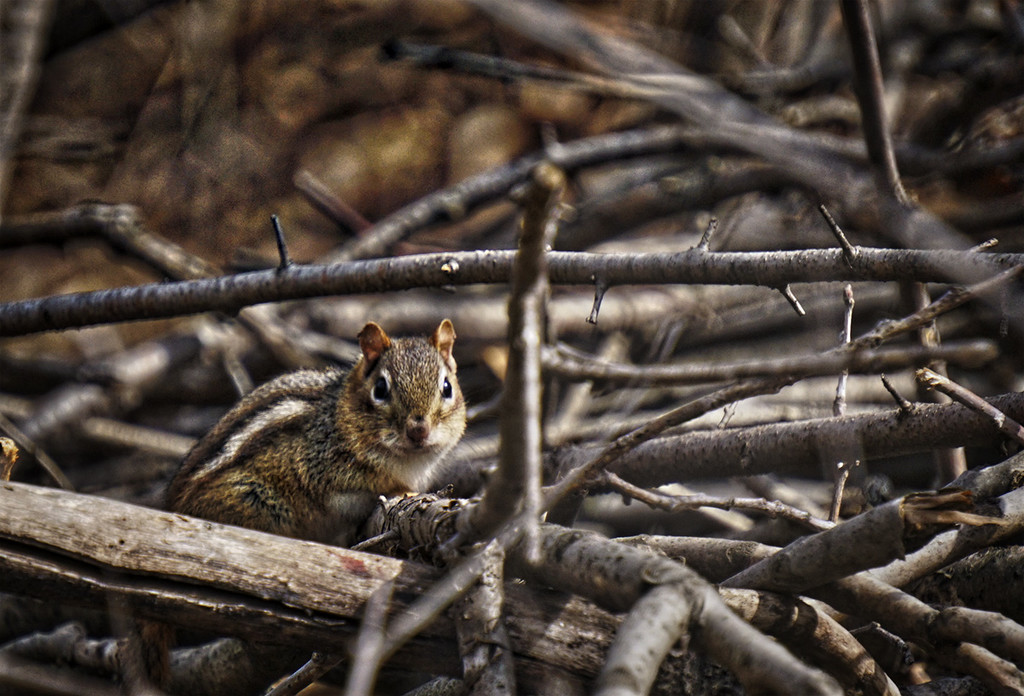 Chipmunk in the Woodpile by gardencat