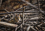 30th Mar 2016 - Chipmunk in the Woodpile