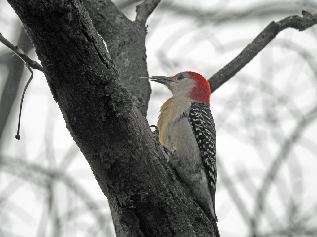 Red-bellied Woodpecker in a tree by rminer
