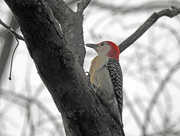 30th Mar 2016 - Red-bellied Woodpecker in a tree