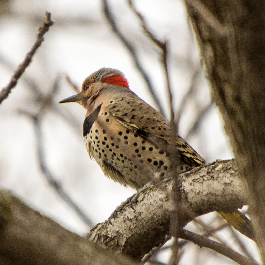 Northern Flicker (Yellow-shafted) by rminer