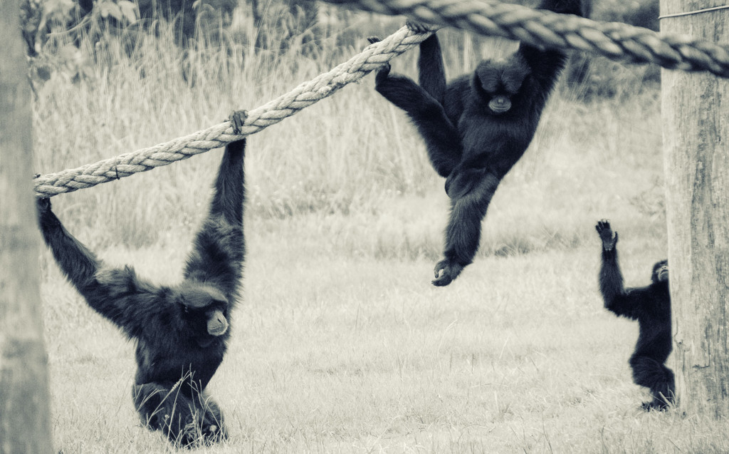 Siamang Gibbon by annied