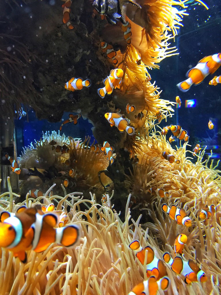 Band of Nemos  by cocobella