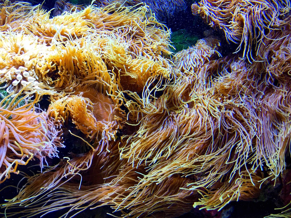 Dancing sea anemones by cocobella