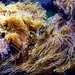 Dancing sea anemones by cocobella