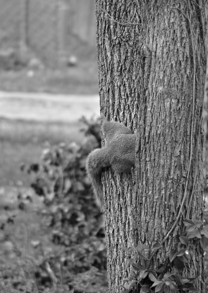 Squirrely Butt  by mej2011