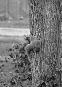 30th Mar 2016 - Squirrely Butt 