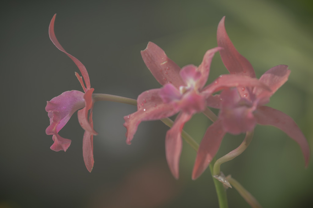 foggy lens orchid by jackies365