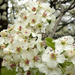 Our ‘Cleveland Select’ pear tree by rhoing
