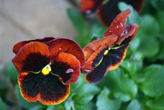 29th Mar 2016 - Pollen-covered Pansy
