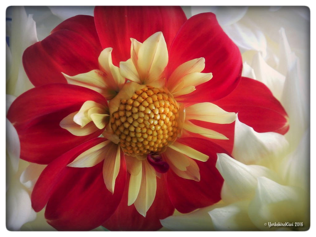 Red Dahlia, among white ones by yorkshirekiwi