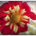 Red Dahlia, among white ones by yorkshirekiwi