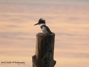 30th Mar 2016 - Belted Kingfisher