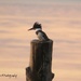 Belted Kingfisher by kathyo