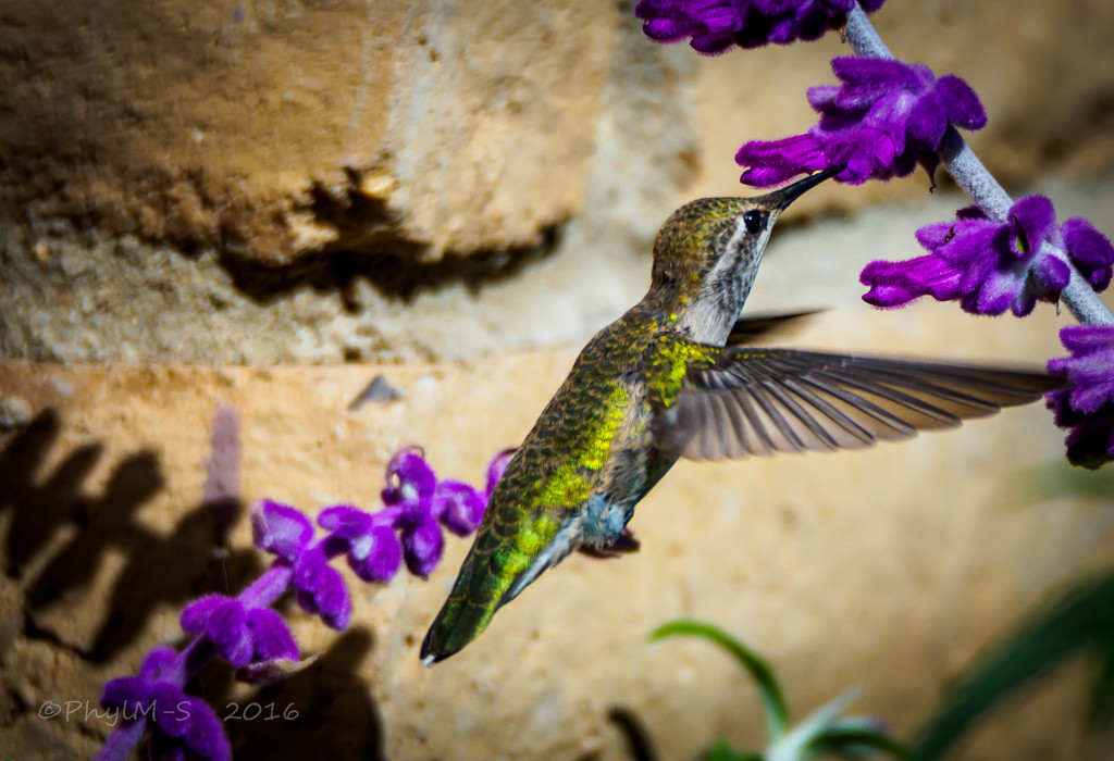 Fledged Hummingbird Baby by elatedpixie
