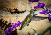 30th Mar 2016 - Fledged Hummingbird Baby
