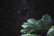 30th Mar 2016 - fern and southern cross 