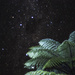 fern and southern cross  by kali66