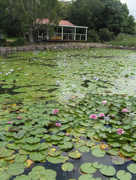 22nd Mar 2016 - The Lily Ponds, Mapleton