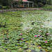 The Lily Ponds, Mapleton by jeneurell