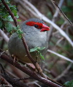 31st Mar 2016 - Red-browed finch