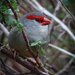Red-browed finch by flyrobin