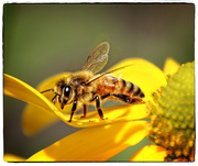 31st Mar 2016 - Buzzy Bee