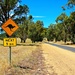 Kangaroos for the next 5km by leggzy