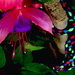 Fuschia  or Fuchsia confusion by kiwinanna