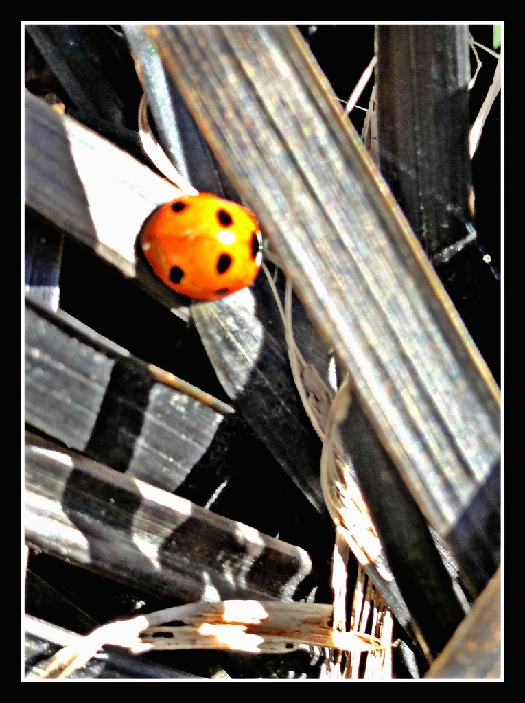 Ladybird by beryl