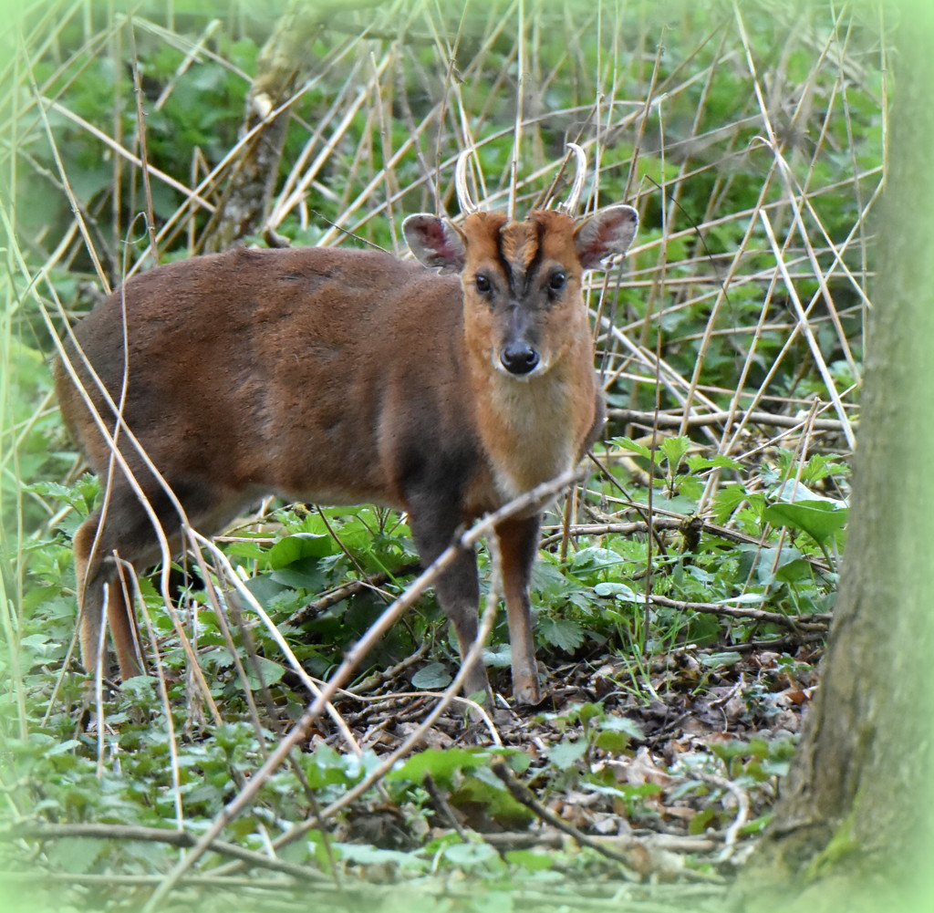 Muntjac by rosiekind