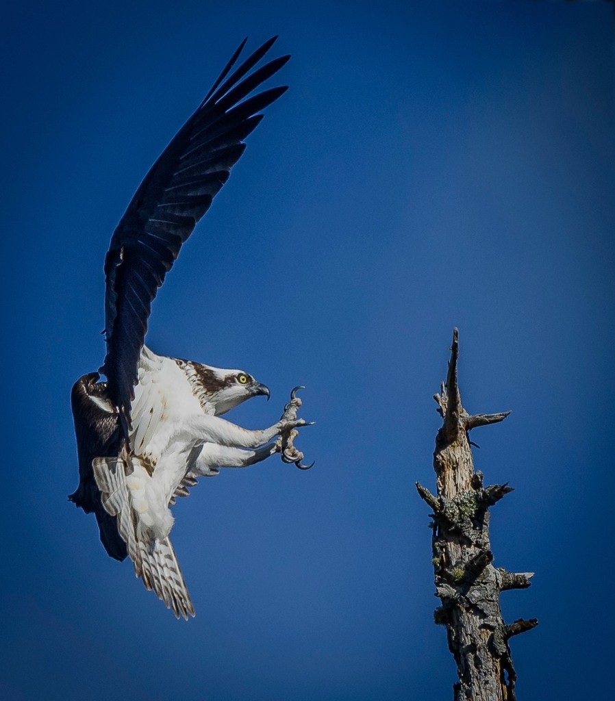 Osprey Coming In for a Landing  by jgpittenger