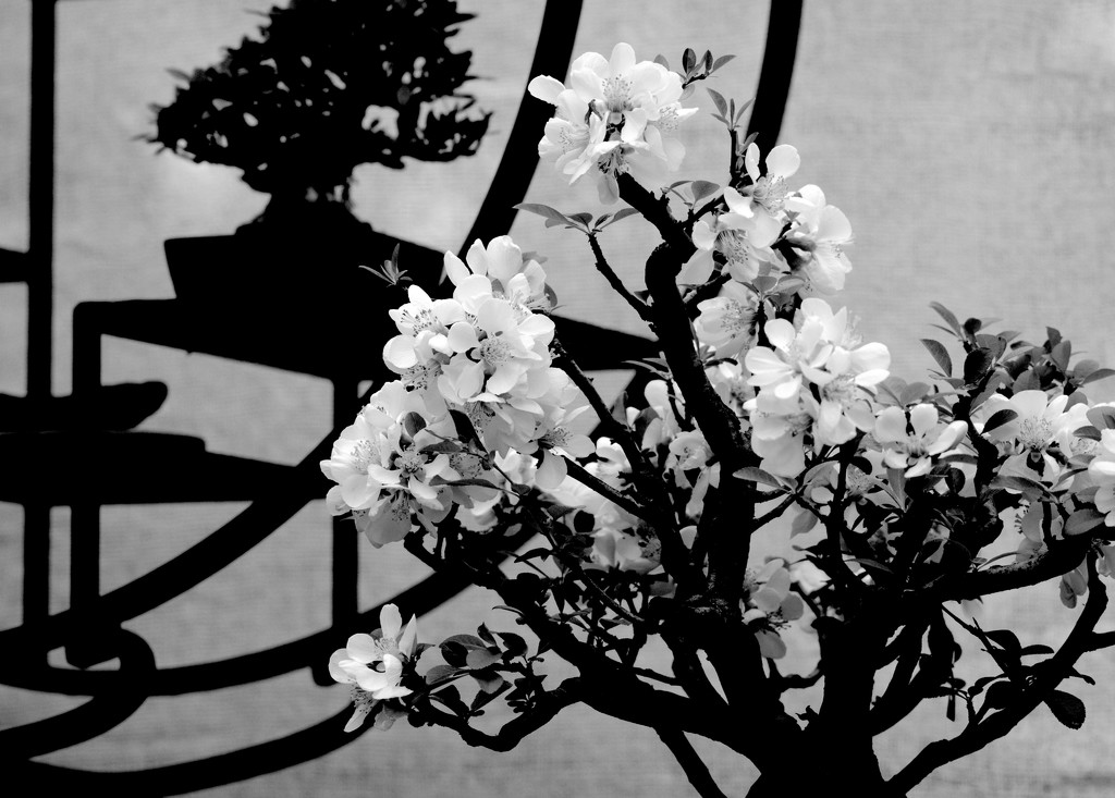 bonsai by vankrey