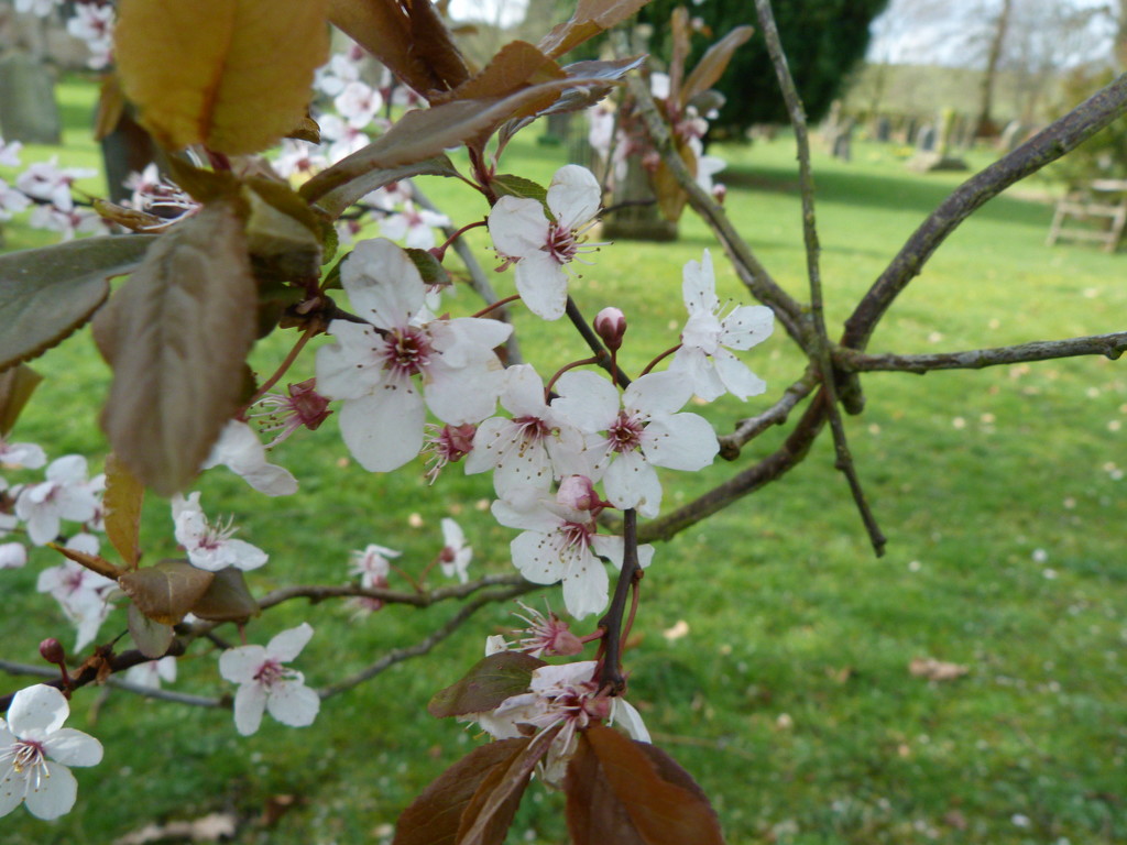 Blossom......  by shirleybankfarm