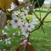 Blossom......  by shirleybankfarm