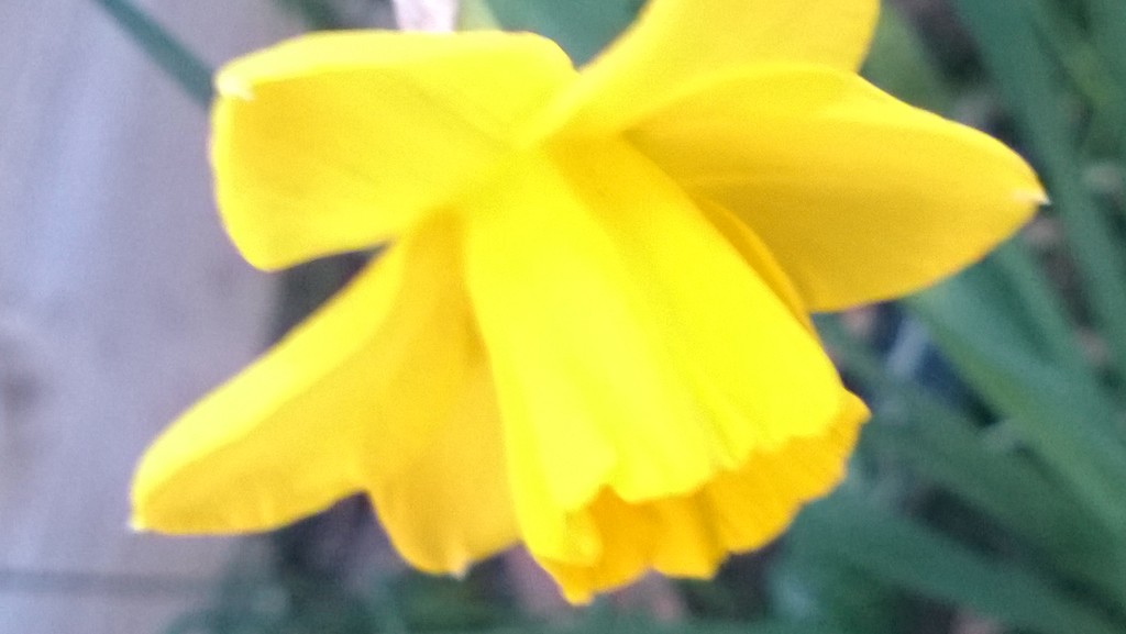 Daffodil by cataylor41