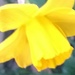 Daffodil by cataylor41