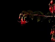 31st Mar 2016 - Flower of the night